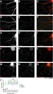 Rapid sequential clustering of NMDARs, CaMKII, and AMPARs upon activation of NMDARs at developing synapses